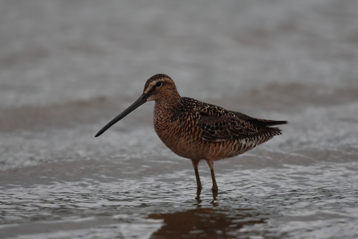 Long-billed Dowitcher - ML619708631