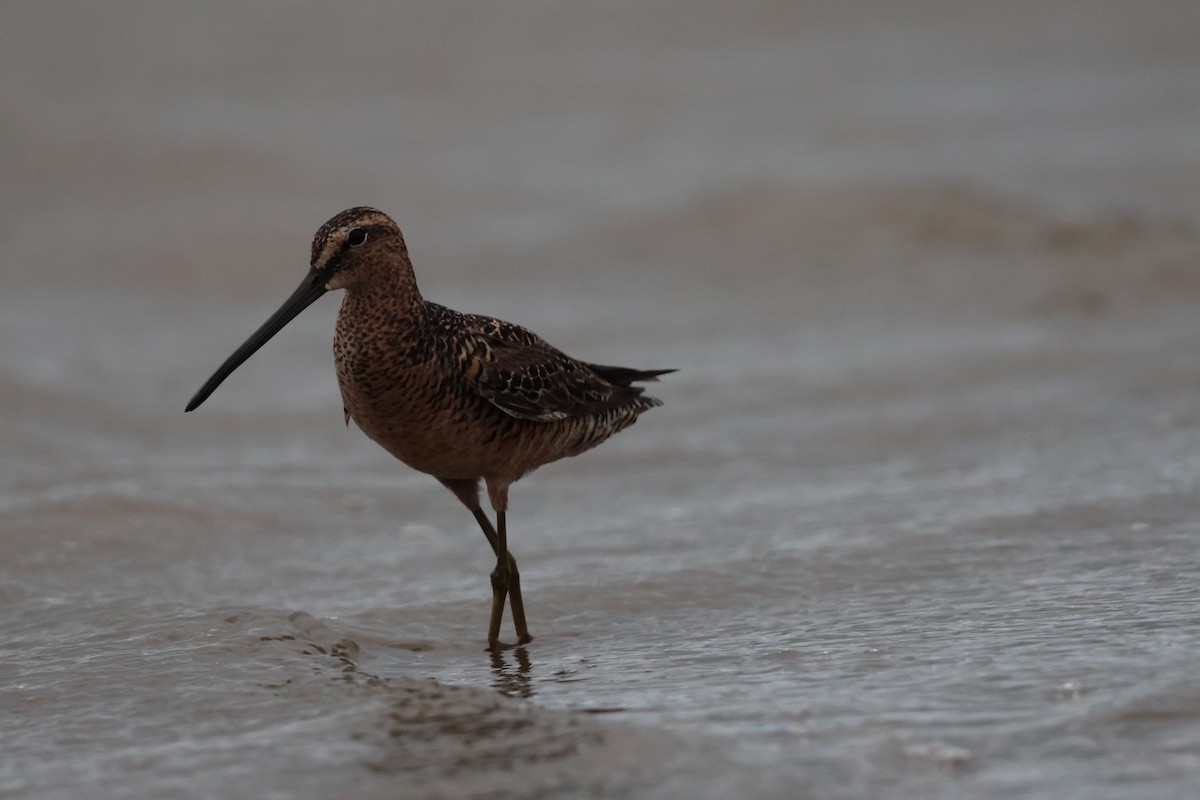 Long-billed Dowitcher - ML619708648