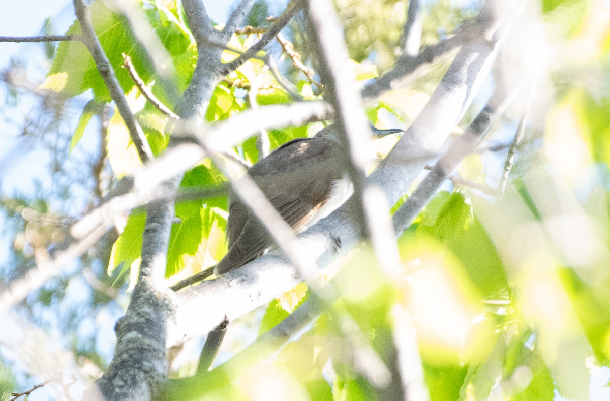 Black-billed Cuckoo - ML619708654