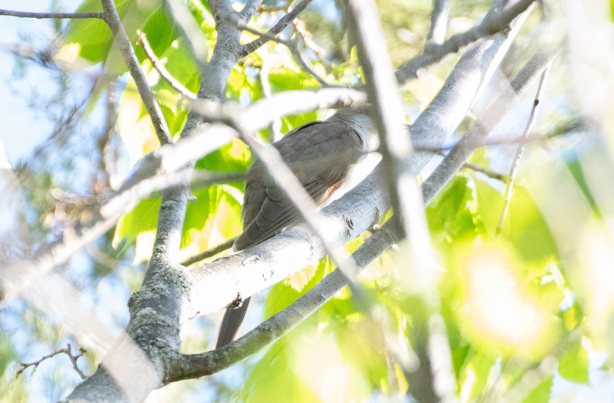 Black-billed Cuckoo - ML619708655