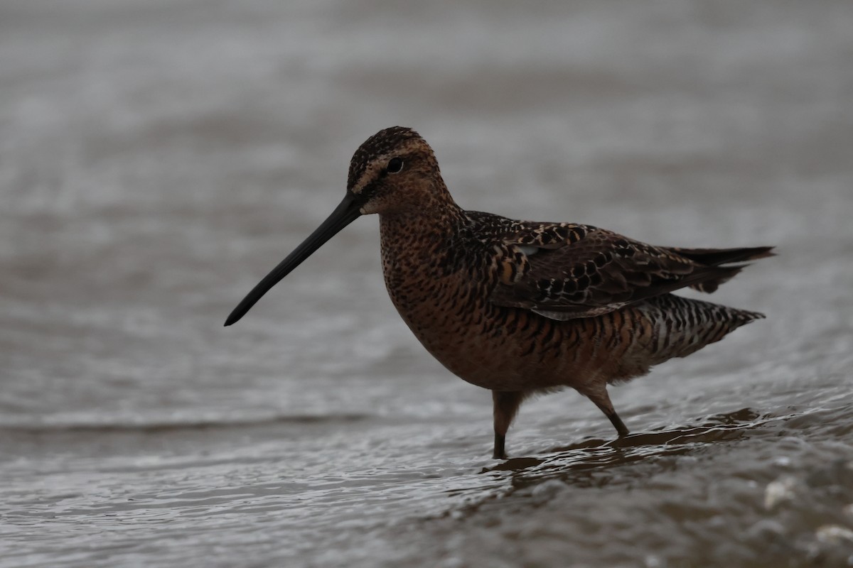 Long-billed Dowitcher - ML619708656