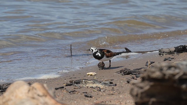 Ruddy Turnstone - ML619708668