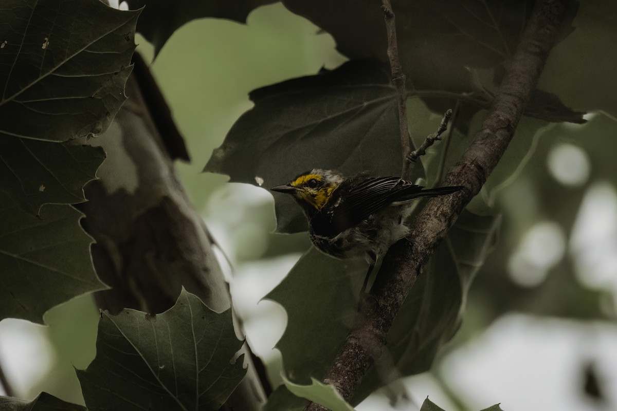 Golden-cheeked Warbler - ML619708680