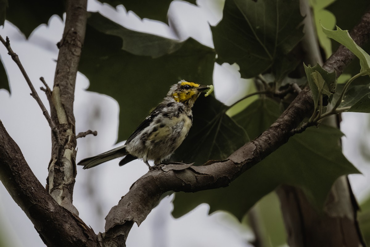 Golden-cheeked Warbler - ML619708681