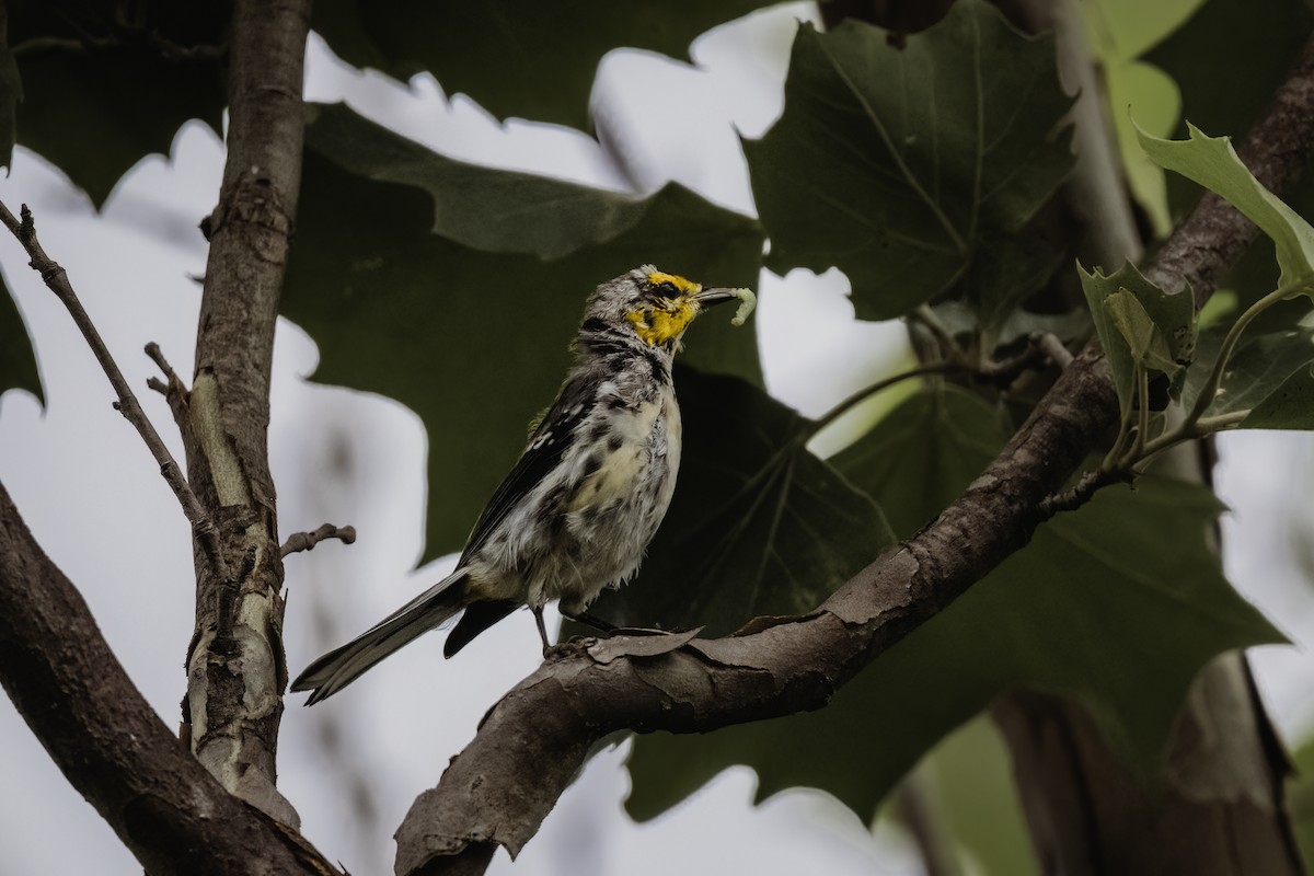 Golden-cheeked Warbler - ML619708683