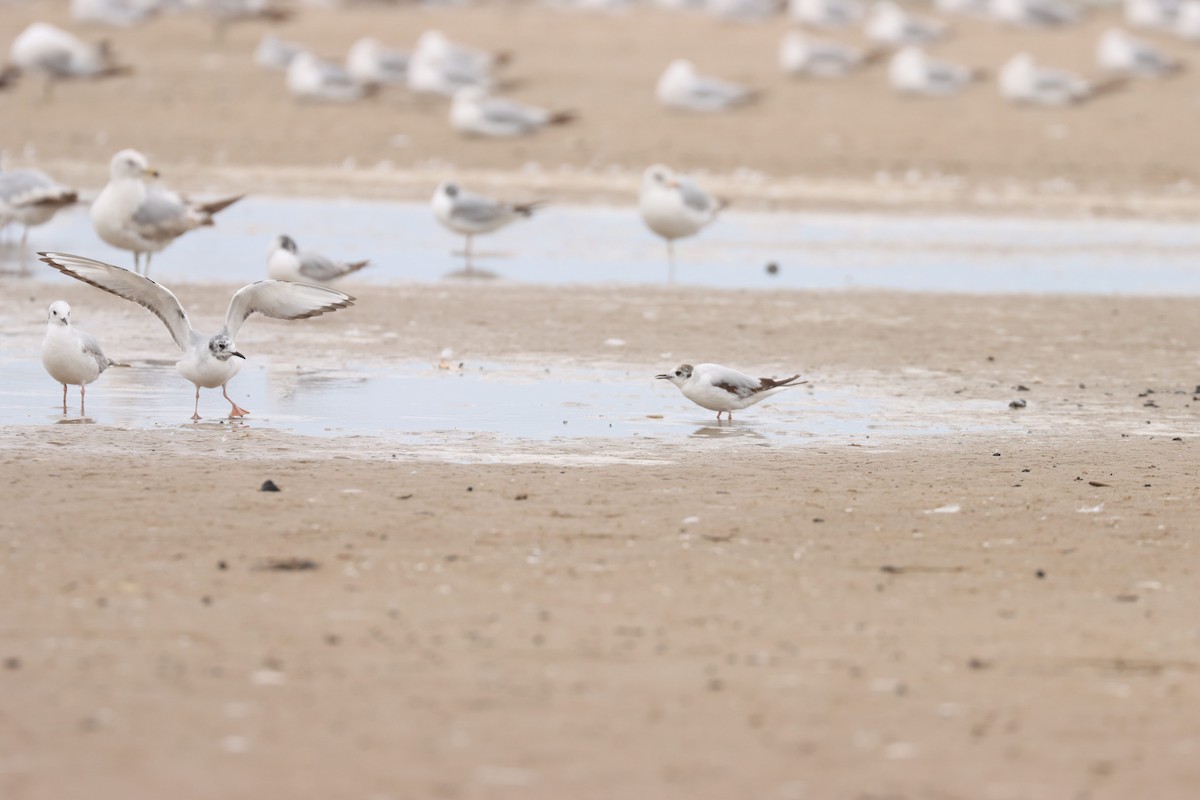 Mouette pygmée - ML619708745