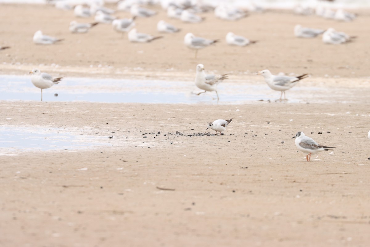 Mouette pygmée - ML619708747