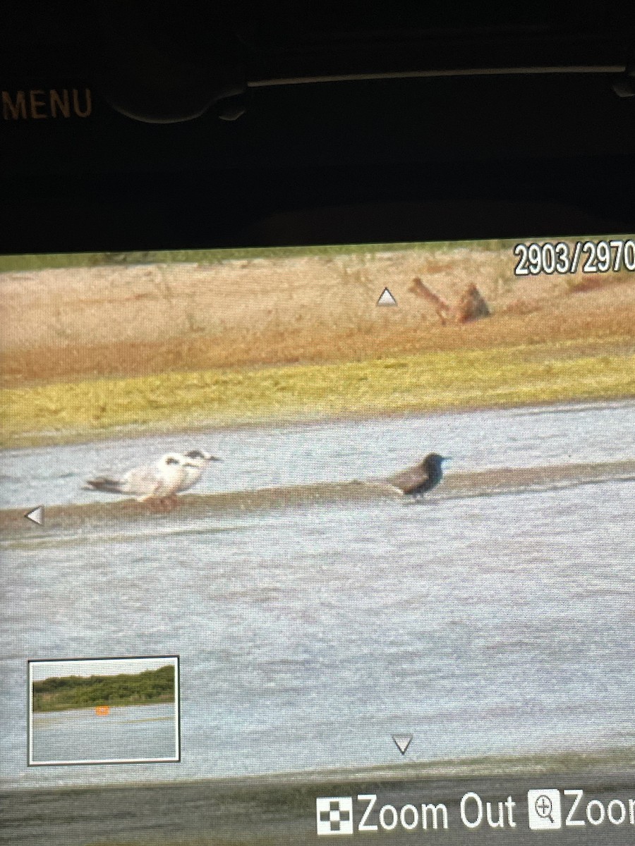 Black Tern - ML619708749