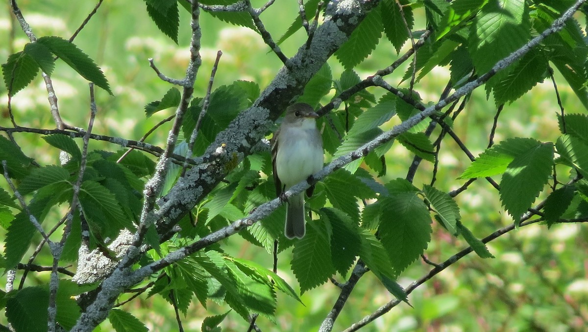 Willow Flycatcher - ML619708754