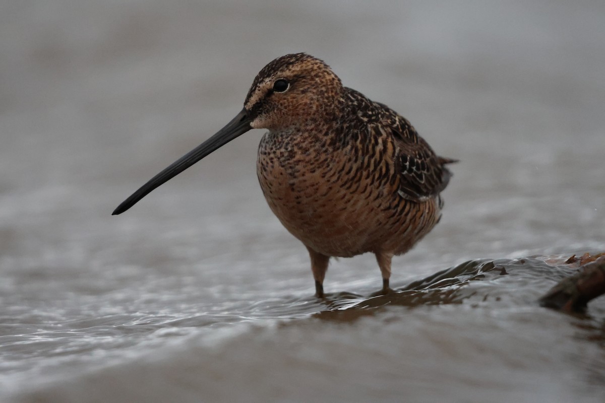 Long-billed Dowitcher - ML619708755