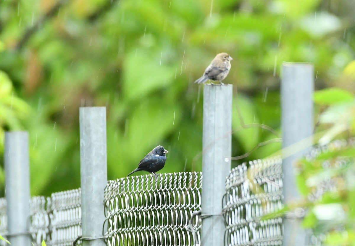 Blue-black Grassquit - ML619708759