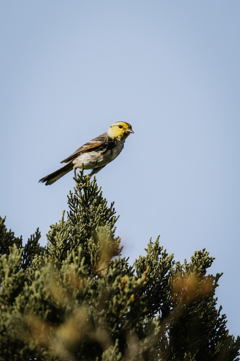 Golden-cheeked Warbler - ML619708775