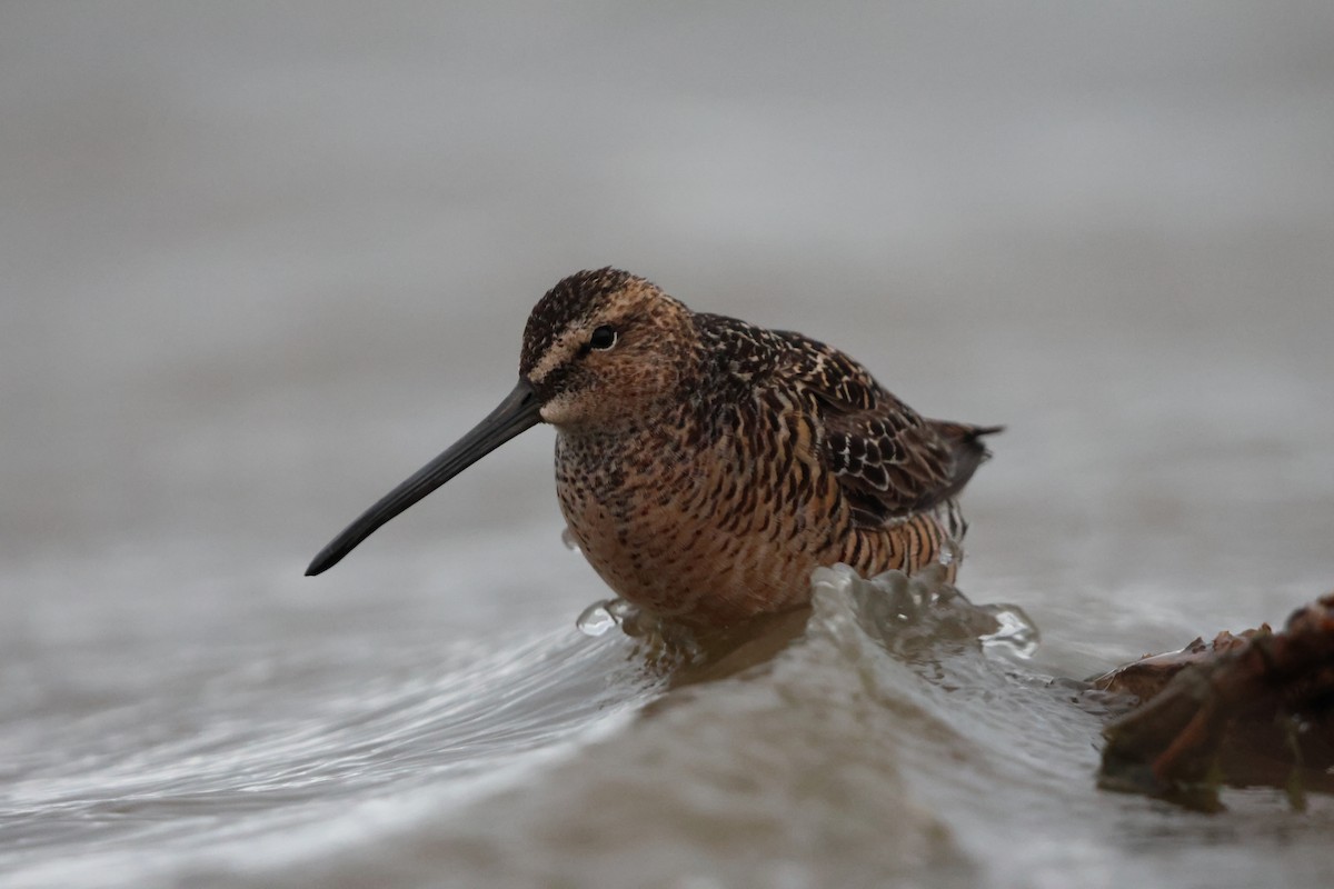 Long-billed Dowitcher - ML619708781