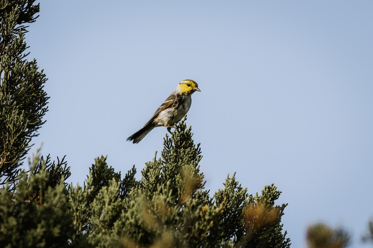 Golden-cheeked Warbler - ML619708785