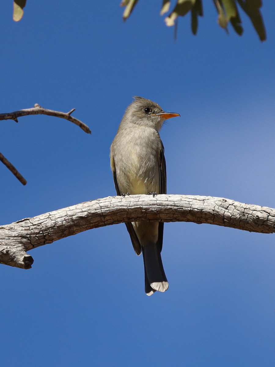 Greater Pewee - ML619708810