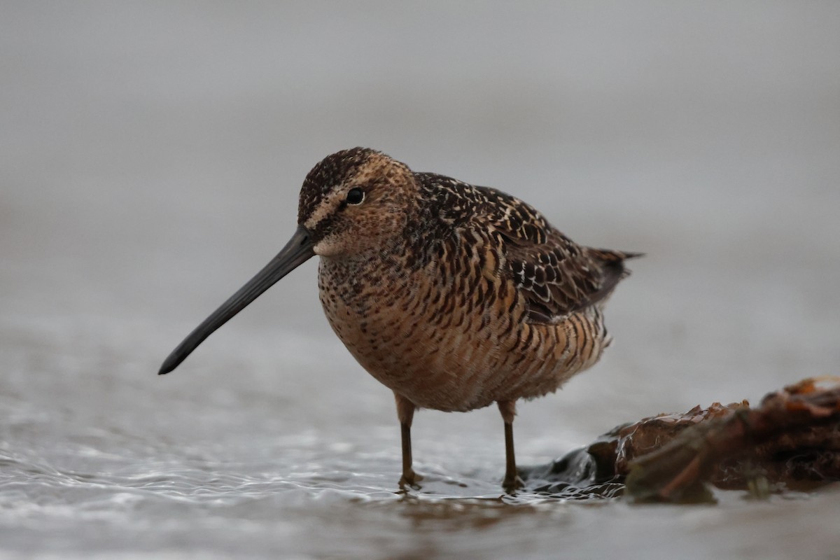 Long-billed Dowitcher - ML619708816