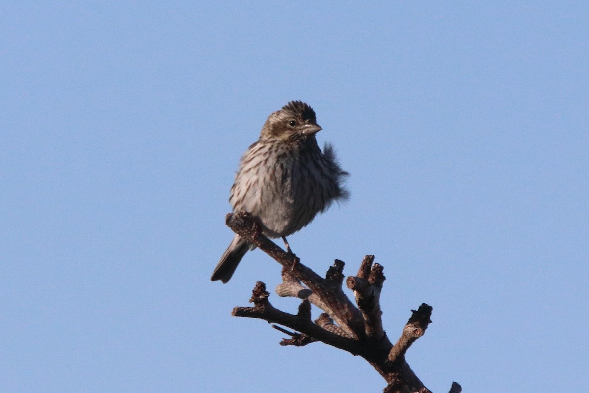 Cassin's Finch - ML619708823