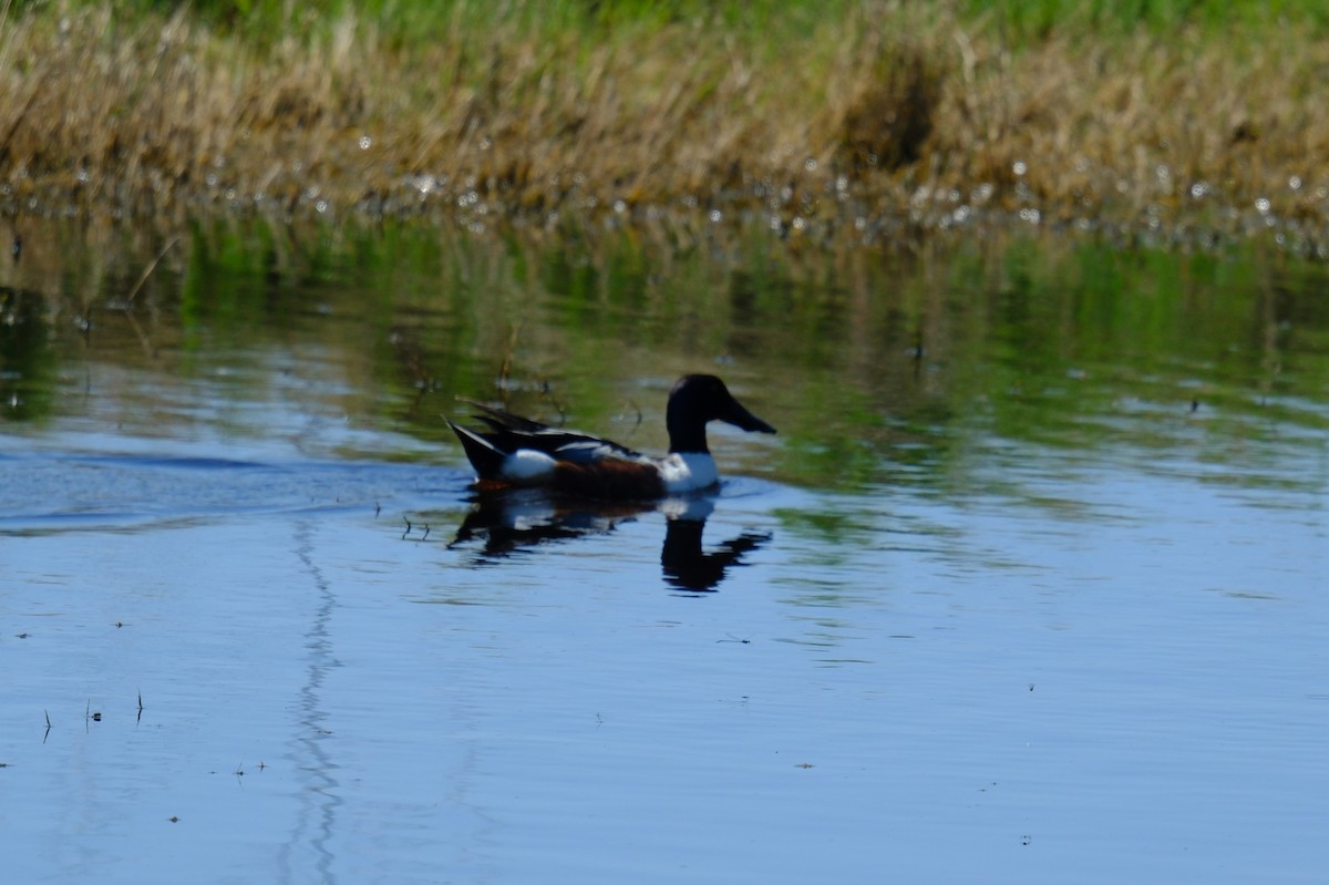 Northern Shoveler - ML619708827