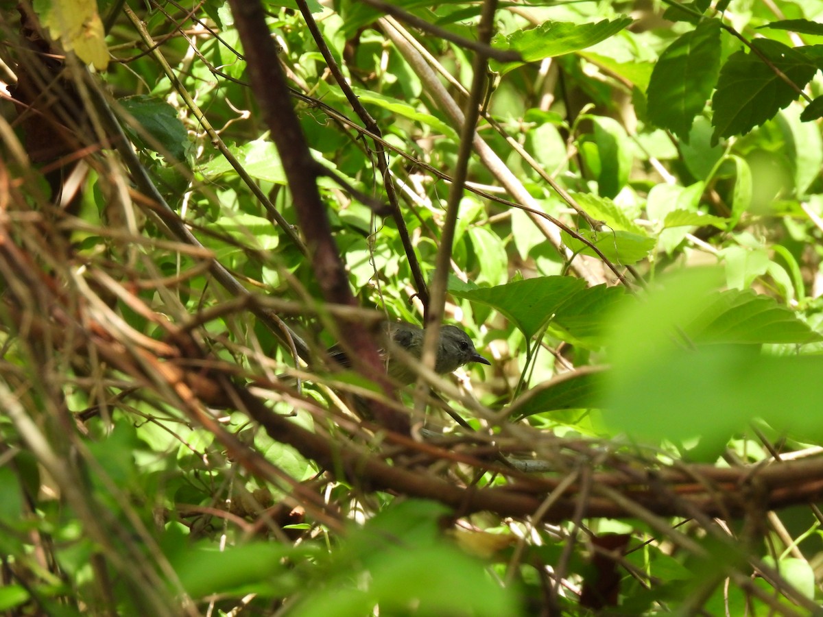 Northern Scrub-Flycatcher - ML619708830