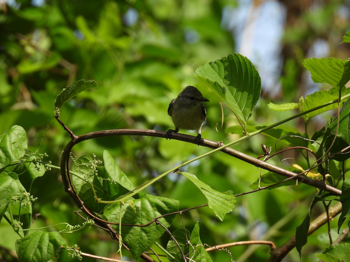 Northern Scrub-Flycatcher - ML619708834