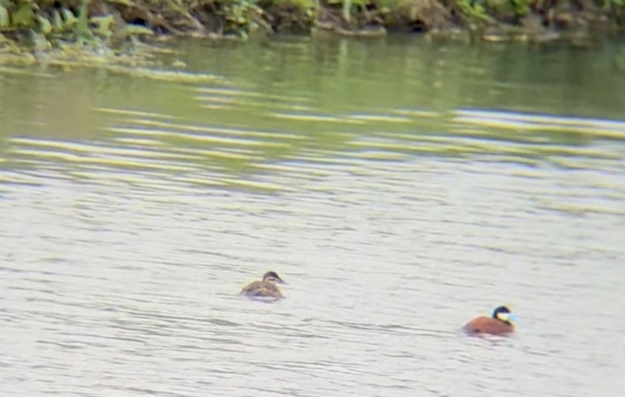 Ruddy Duck - ML619708836