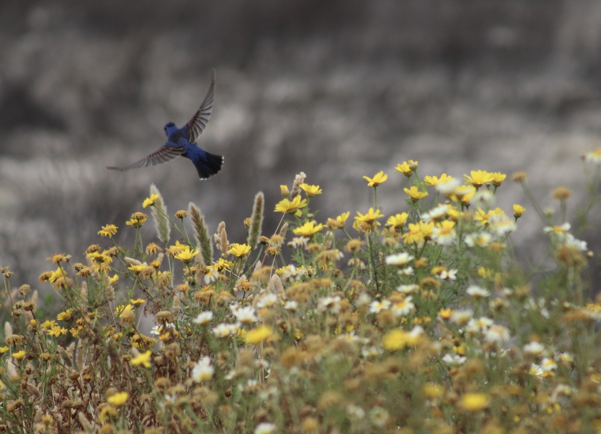 Blue Grosbeak - ML619708837