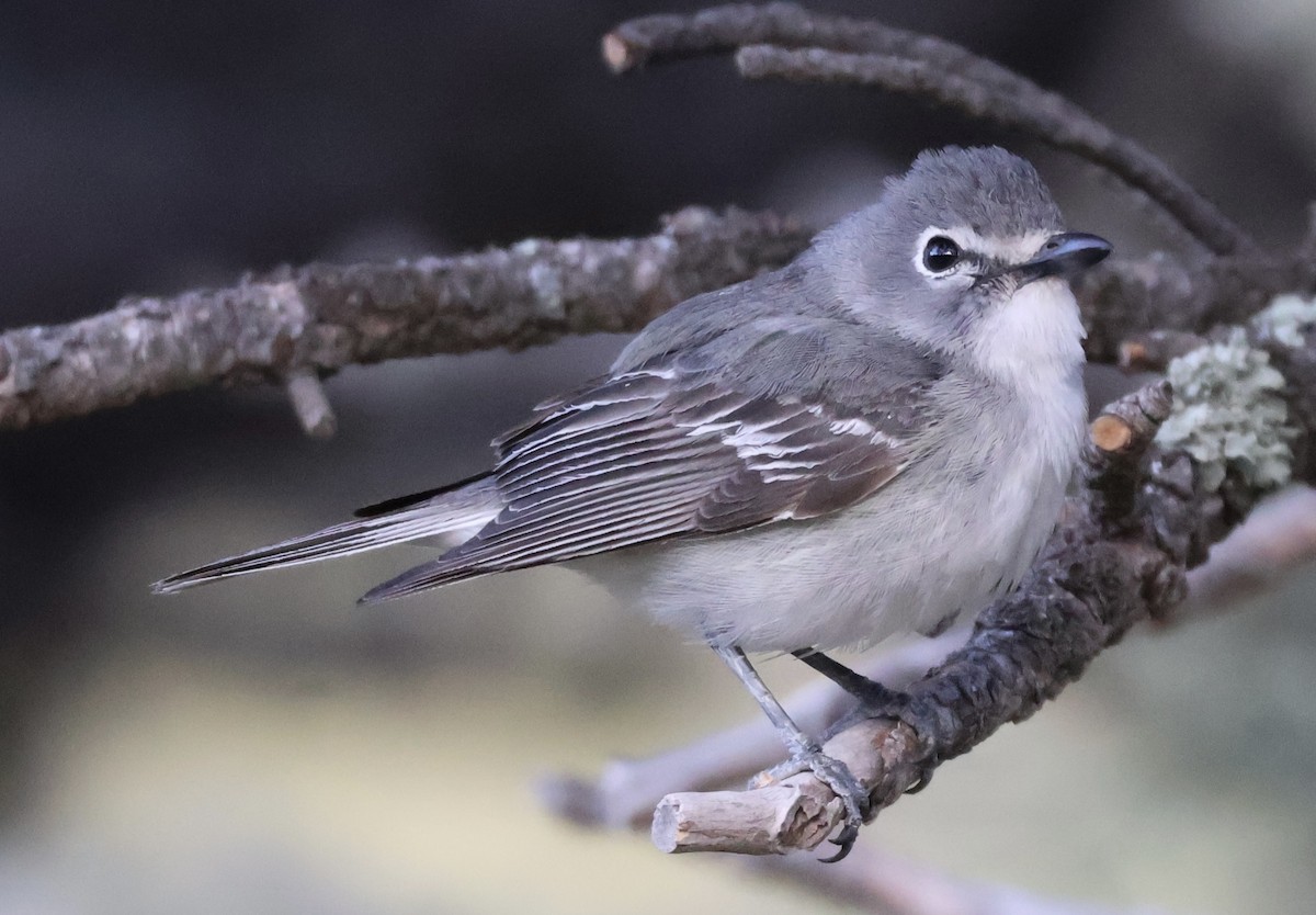 Plumbeous Vireo - ML619708839