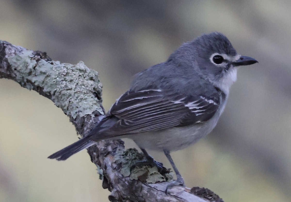 Plumbeous Vireo - ML619708840