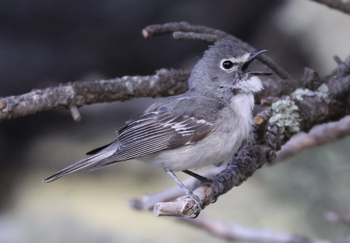 Plumbeous Vireo - ML619708843