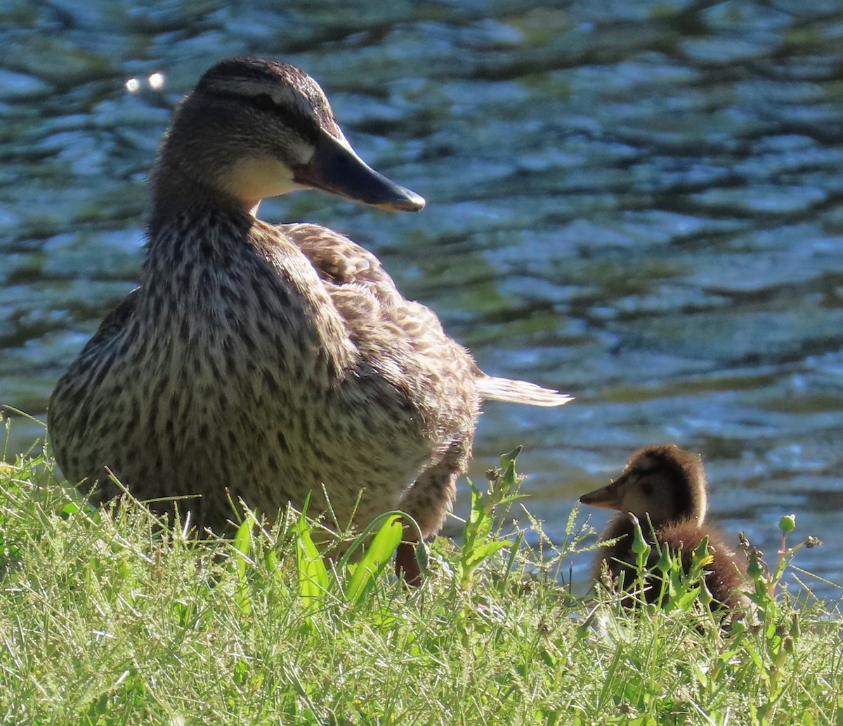 Mallard (Domestic type) - ML619708859