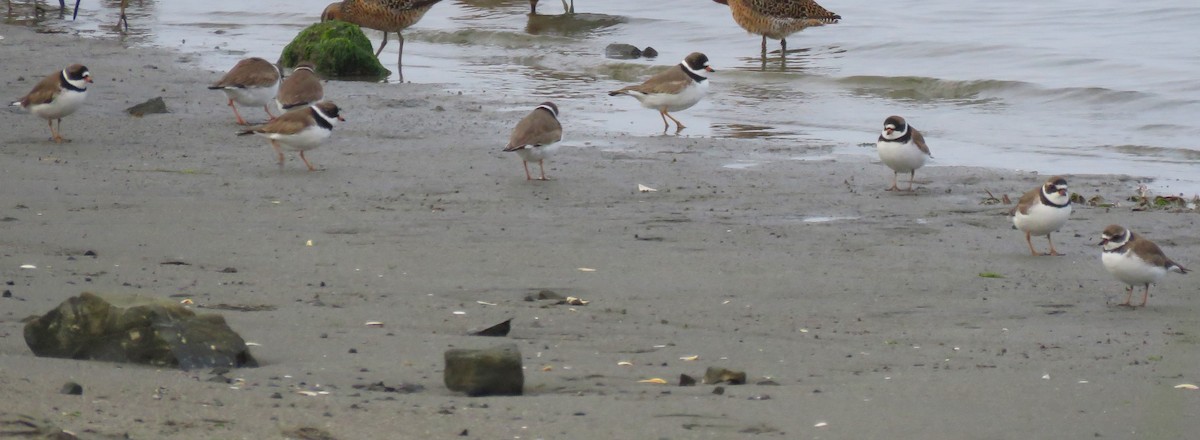 Semipalmated Plover - ML619708862