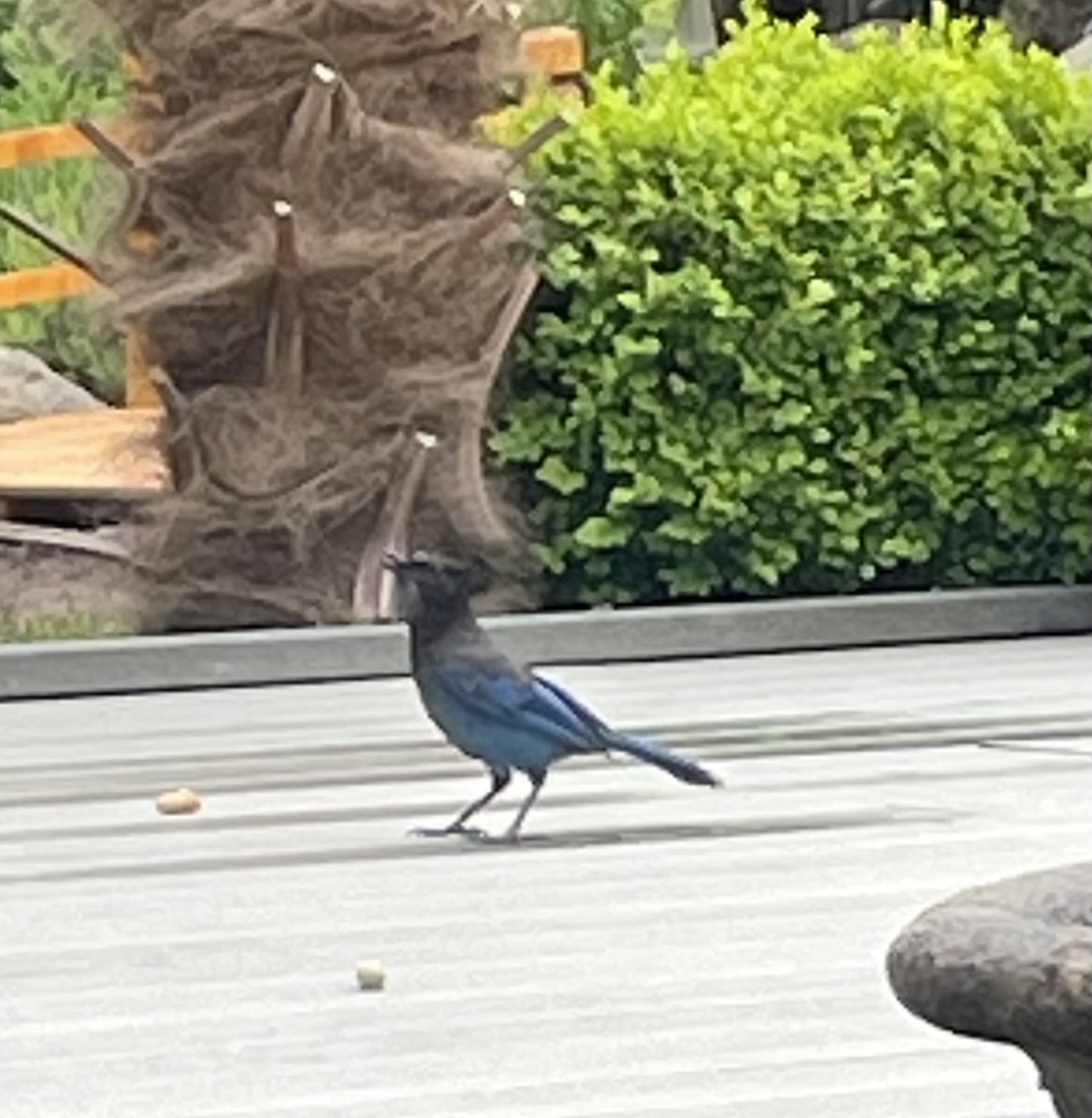 Steller's Jay - ML619708864