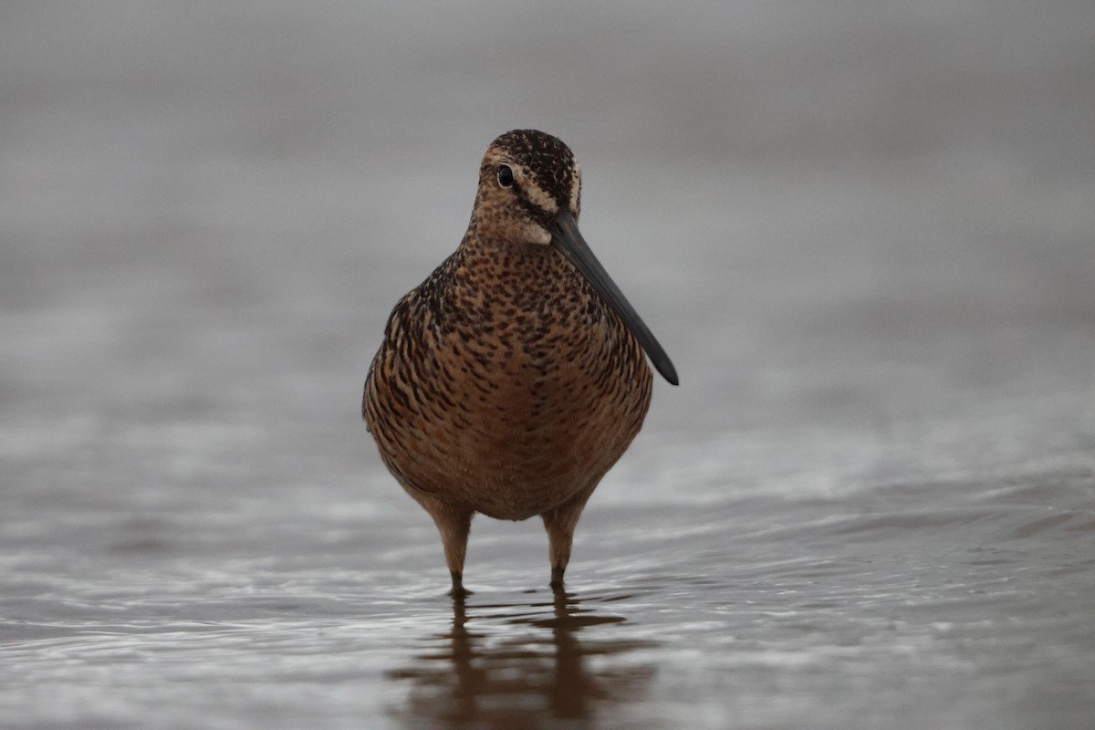 Long-billed Dowitcher - ML619708868