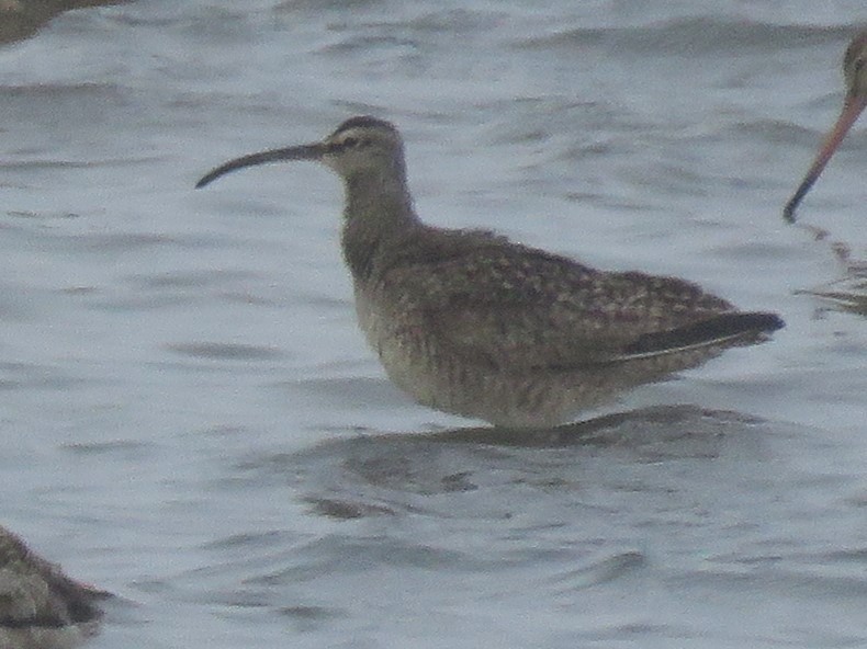 Whimbrel - ML619708873