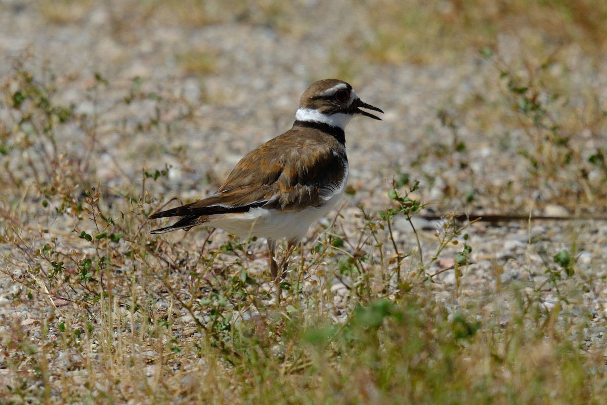 Killdeer - Klaus Bielefeldt