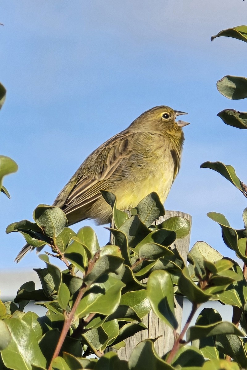 Grassland Yellow-Finch - Julio Recordon