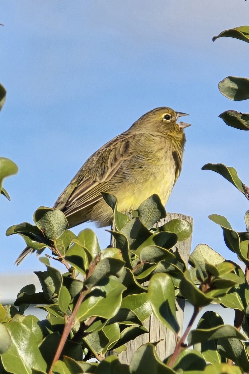 Grassland Yellow-Finch - ML619708882