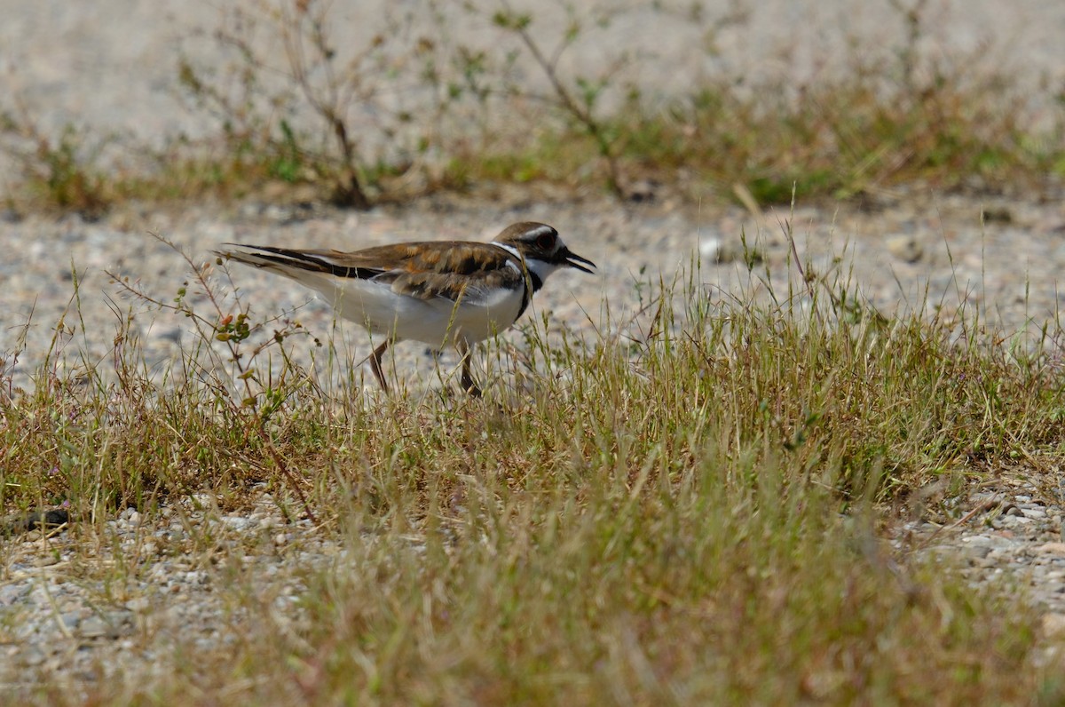 Killdeer - Klaus Bielefeldt