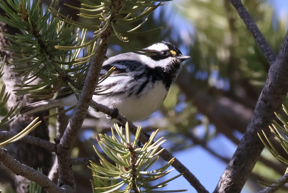 Black-throated Gray Warbler - ML619708890