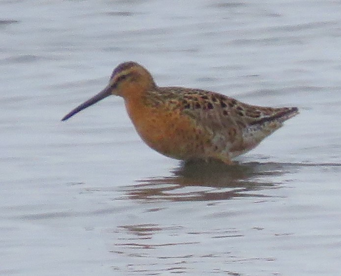 Short-billed Dowitcher - ML619708912