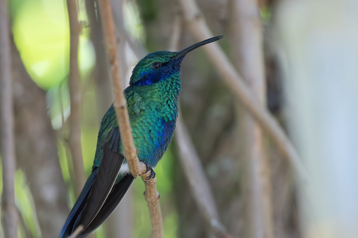 kolibřík modrolící - ML619708928