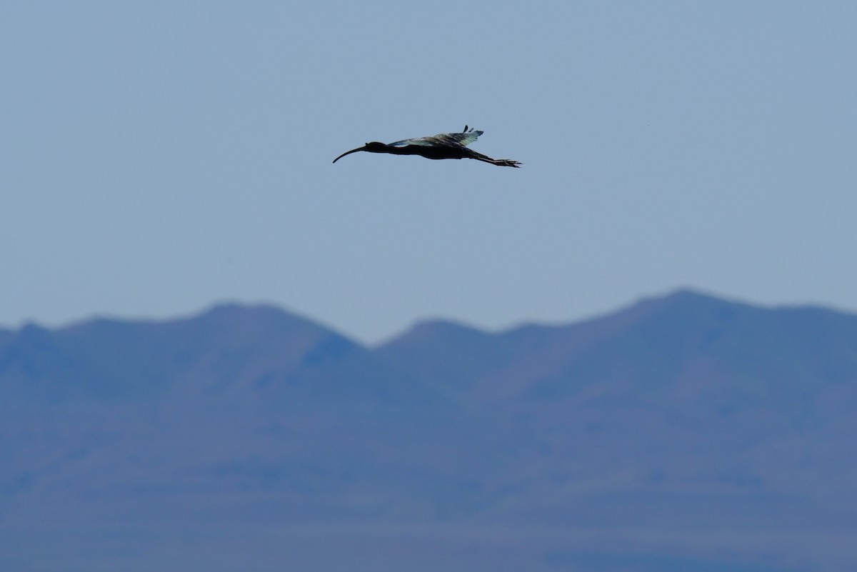 White-faced Ibis - ML619708955