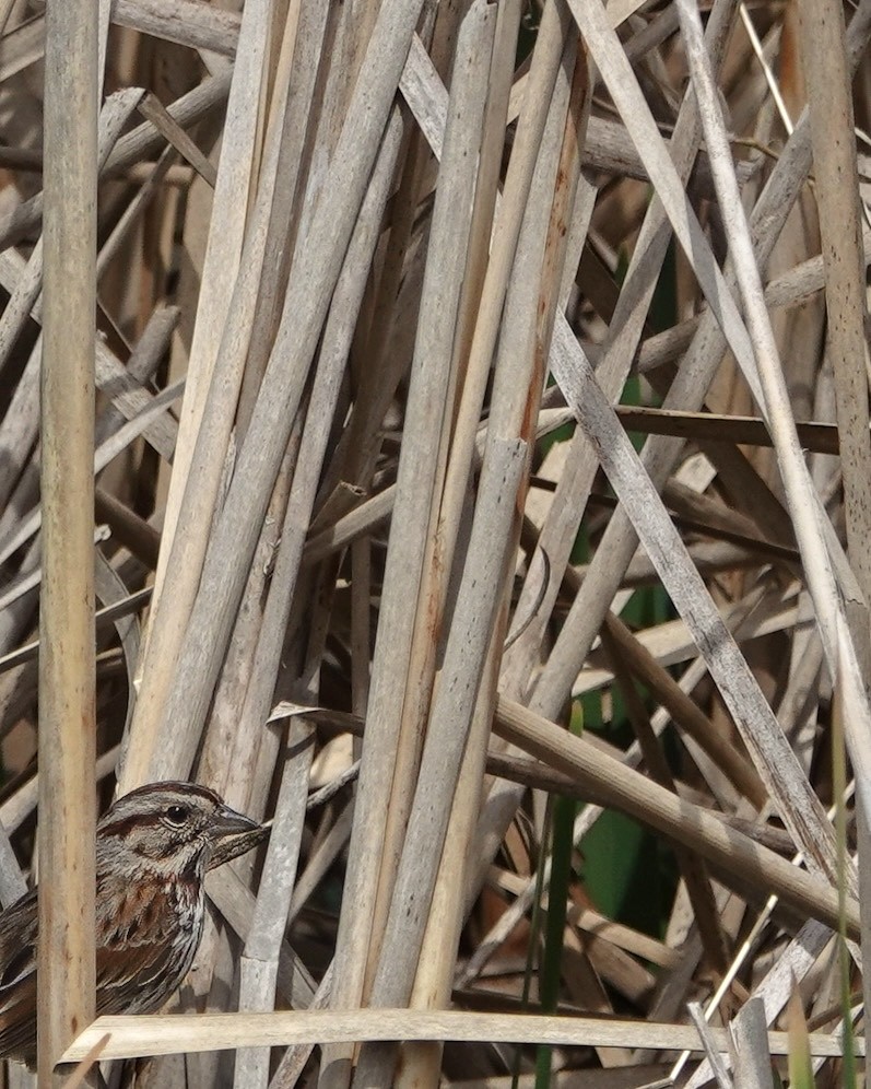 Song Sparrow - ML619708967