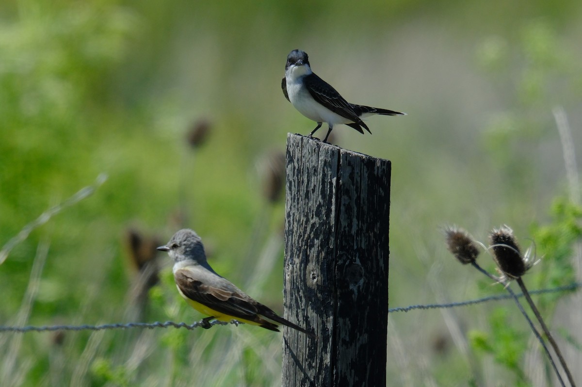 Eastern Kingbird - ML619708984