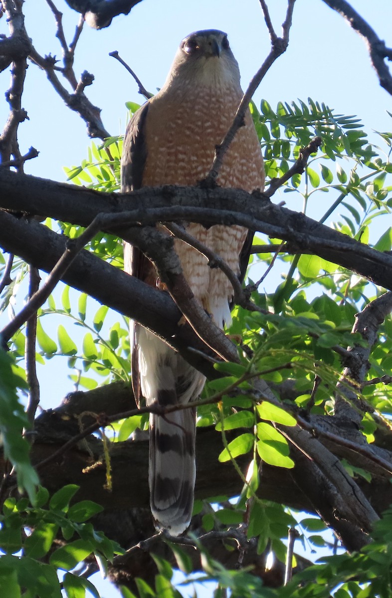 Cooper's Hawk - ML619708988