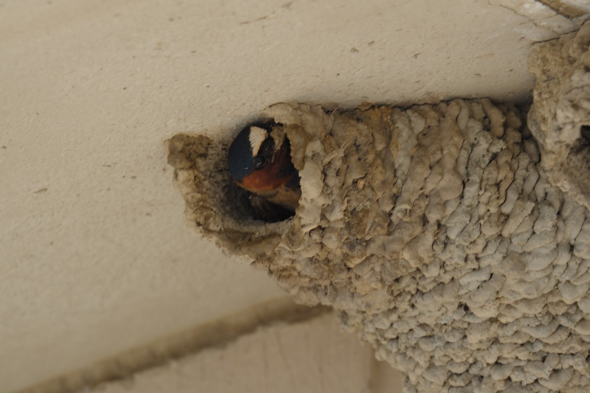 Cliff Swallow - ML619708996