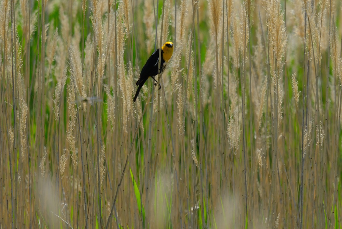 Yellow-headed Blackbird - ML619709007