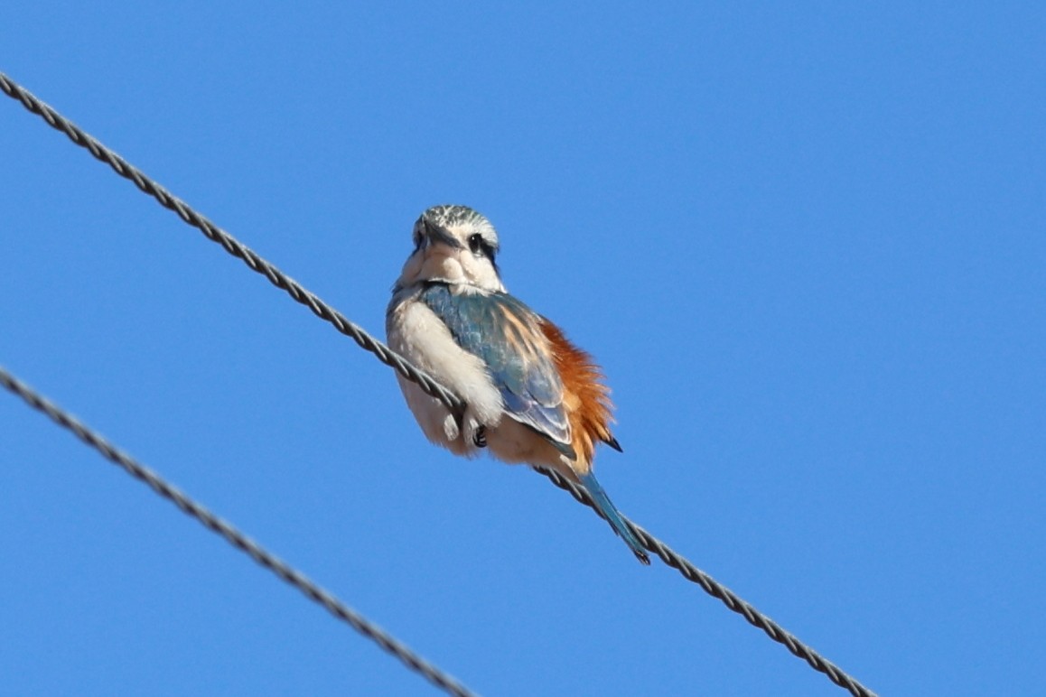 Red-backed Kingfisher - ML619709027