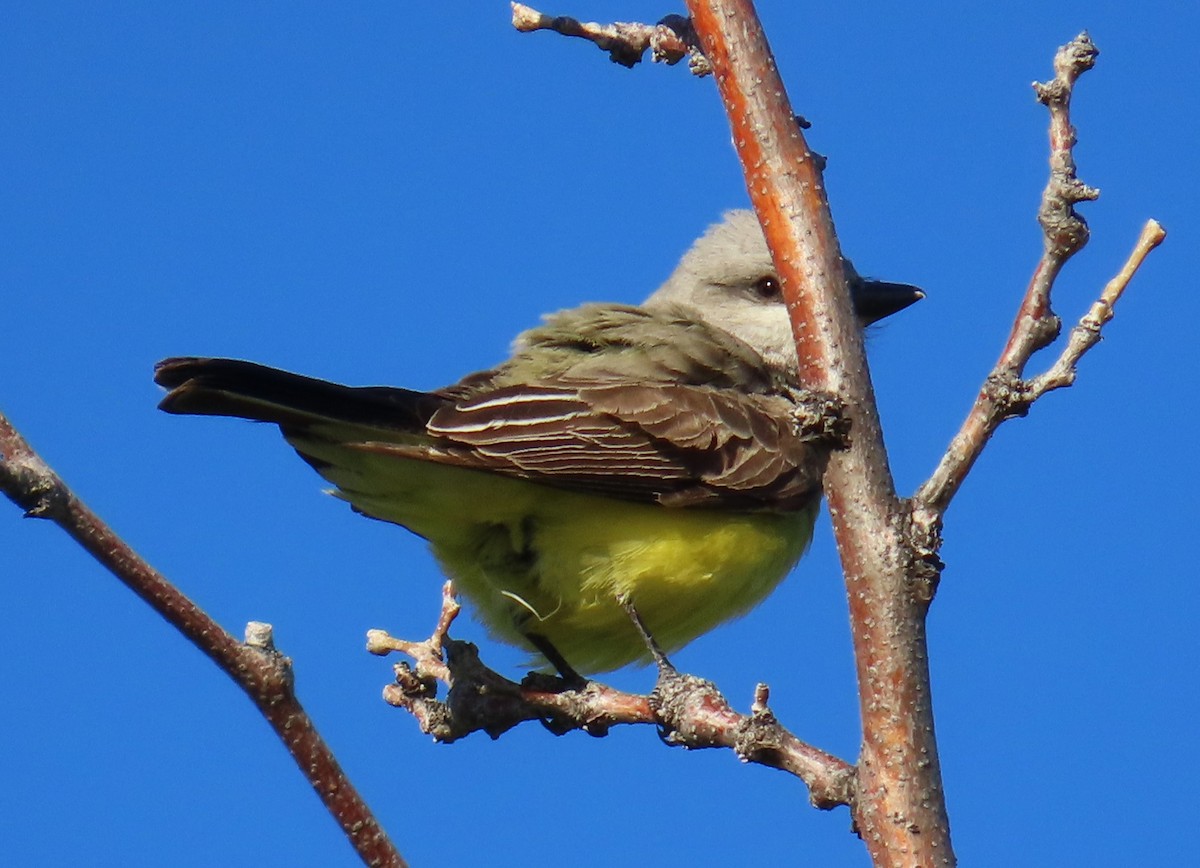 Western Kingbird - ML619709038