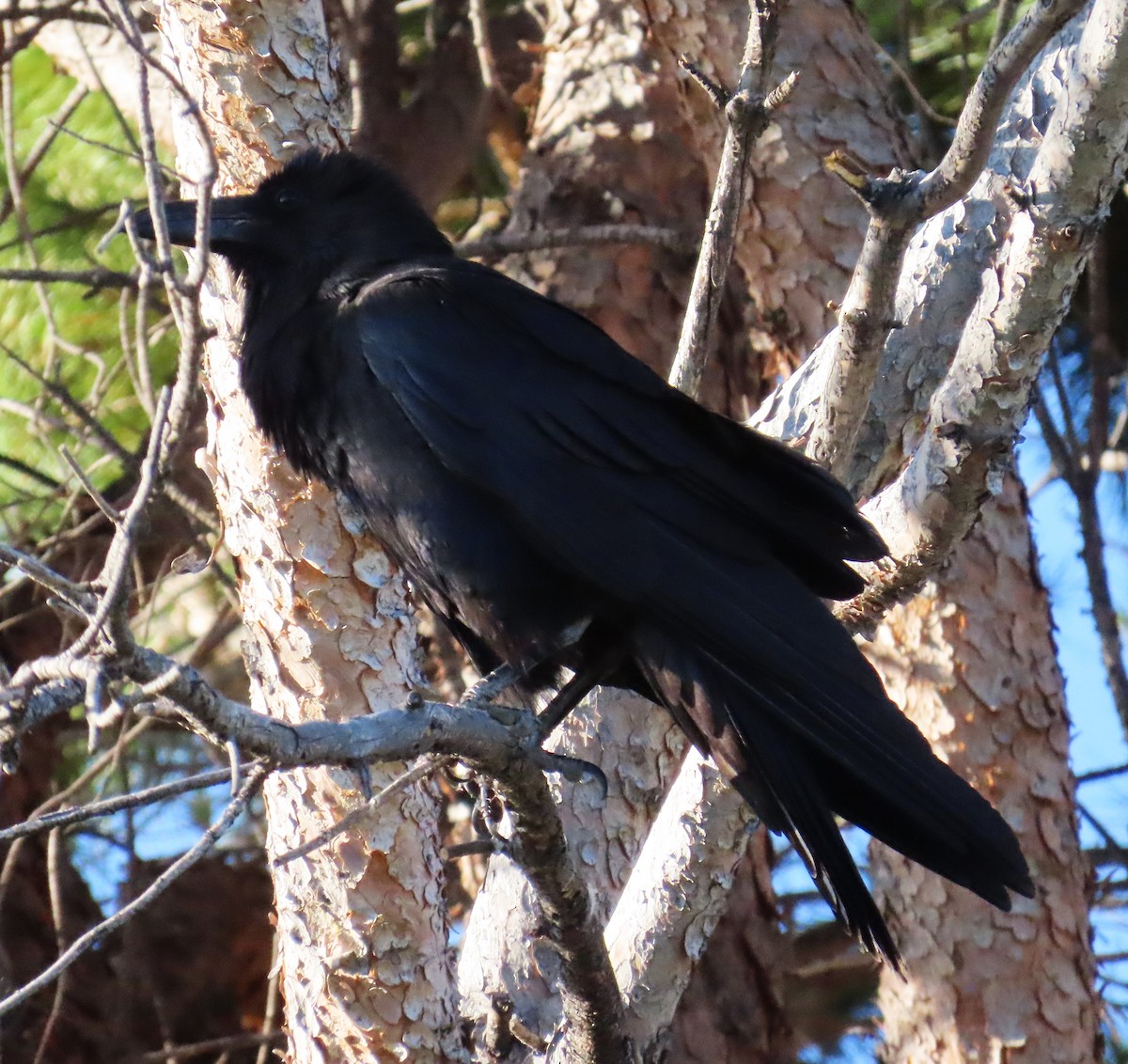 Common Raven - ML619709055